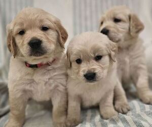 English Cream Golden Retriever Puppy for sale in SACRAMENTO, CA, USA