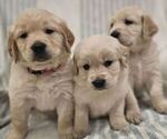 Image preview for Ad Listing. Nickname: Goldens
