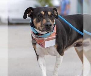 Dottie Q - Female Mutt Dog for Adoption - Photo #4