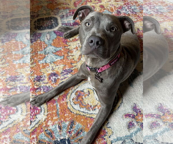 Medium Photo #10 American Pit Bull Terrier-Unknown Mix Puppy For Sale in Rockaway, NJ, USA