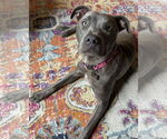 Small #9 American Pit Bull Terrier Mix