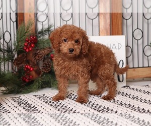 Goldendoodle Puppy for sale in NAPLES, FL, USA