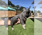 Small Photo #34 French Bulldog Puppy For Sale in PLEASANTON, CA, USA