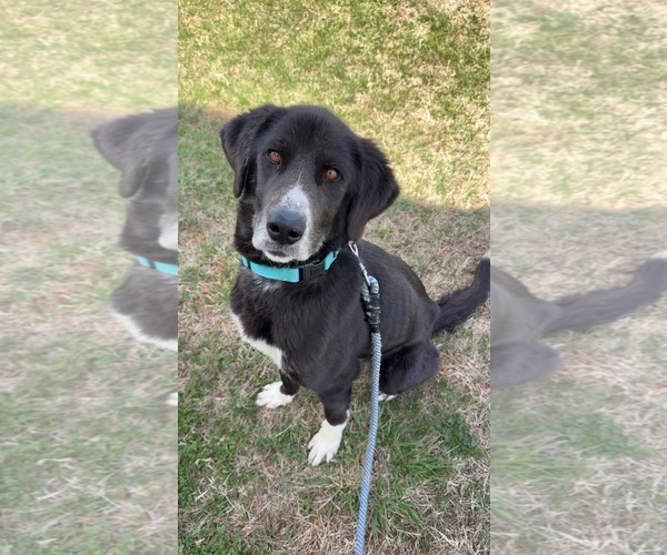 Medium Photo #1 Pyrenees Border Collie Puppy For Sale in Rustburg, VA, USA