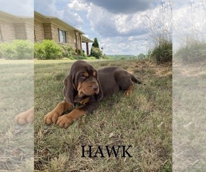 Bloodhound Puppy for sale in COLLINSVILLE, AL, USA
