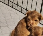 Small Photo #10 YorkiePoo Puppy For Sale in BLUE MOUND, TX, USA