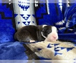 Puppy Sol Australian Shepherd