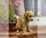 Small Photo #19 Aussiedoodle Puppy For Sale in COMMERCE, MI, USA