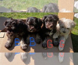 Schnauzer (Miniature) Puppy for sale in RATHDRUM, ID, USA