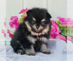 Pomeranian Puppy for Sale in BEVERLY HILLS, California USA