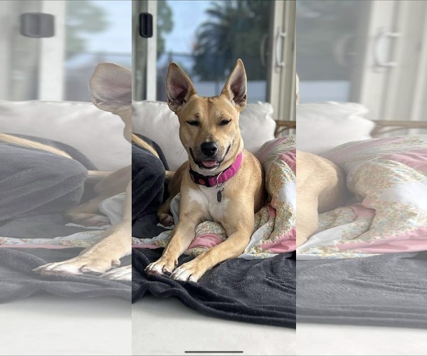 Medium Photo #2 Basenji Puppy For Sale in Menifee, CA, USA