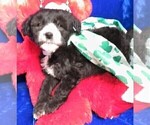 Small Photo #4 Sheepadoodle Puppy For Sale in GROVESPRING, MO, USA