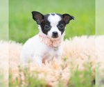 Small Photo #76 Chihuahua Puppy For Sale in WARSAW, IN, USA