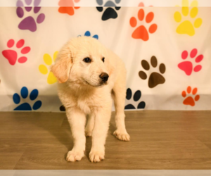 Great Pyrenees-Unknown Mix Dogs for adoption in Brooklyn Center, MN, USA