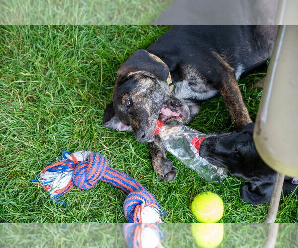 Medium Photo #4 Mutt Puppy For Sale in Mundelein, IL, USA