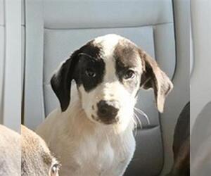 Labrador Retriever-Unknown Mix Dogs for adoption in Conroe, TX, USA