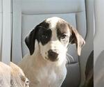 A432779 - Male Labrador Retriever-Unknown Mix Dog for Adoption - Small photo