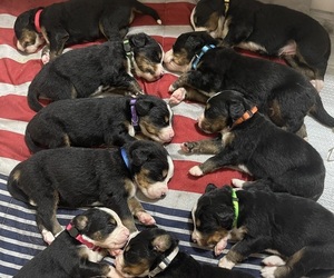 Bernese Mountain Dog Puppy for sale in SPRINGFIELD, OH, USA