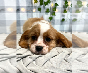 Cavapoo Puppy for sale in MARIETTA, GA, USA