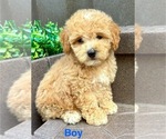Small #8 Poodle (Miniature)