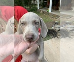 Small Photo #13 Weimaraner Puppy For Sale in WHITE HALL, AR, USA