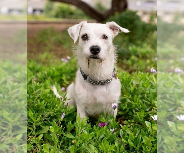 Medium Photo #5 Mutt Puppy For Sale in San Diego, CA, USA