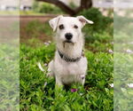 Small #4 Mutt