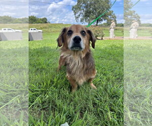 Dachshund Dogs for adoption in Pacolet, SC, USA