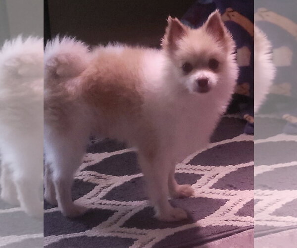 Medium Photo #1 Pomeranian Puppy For Sale in Alexandria, KY, USA