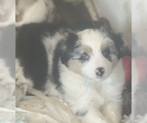 Miniature Australian Shepherd Litter for sale in COLLINS, IA, USA