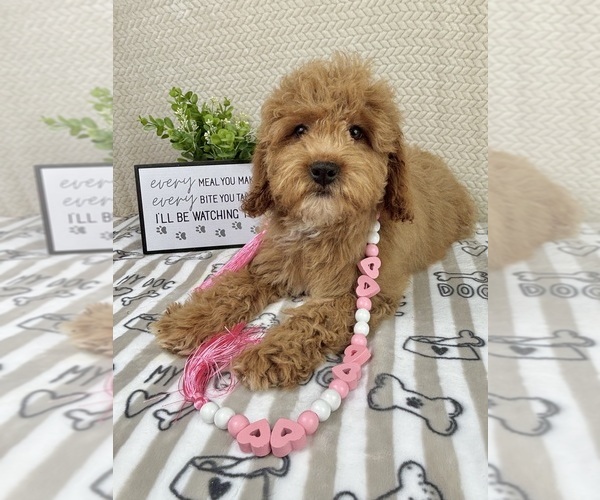Medium Photo #1 Goldendoodle mix (+ Poodle Miniature) Puppy For Sale in INDIANAPOLIS, IN, USA