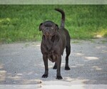 Small Photo #1 Jug-Treeing Walker Coonhound Mix Puppy For Sale in LIBERTY, KY, USA