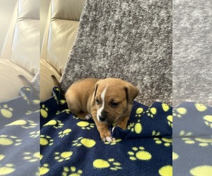 American Staffordshire Terrier-Unknown Mix Dogs for adoption in Holly Springs, NC, USA