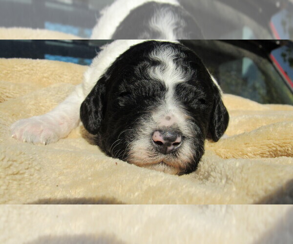 Medium Photo #1 Bernedoodle Puppy For Sale in BIG ROCK, IL, USA