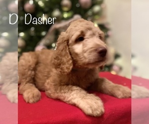 Goldendoodle-Poodle (Standard) Mix Puppy for sale in LEBANON, MO, USA