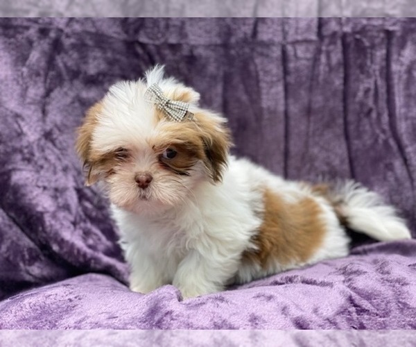 Medium Photo #5 Lhasa Apso Puppy For Sale in LAKELAND, FL, USA