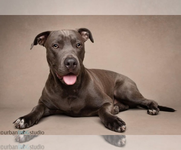 Medium Photo #2 American Pit Bull Terrier-German Shepherd Dog Mix Puppy For Sale in Tampa, FL, USA