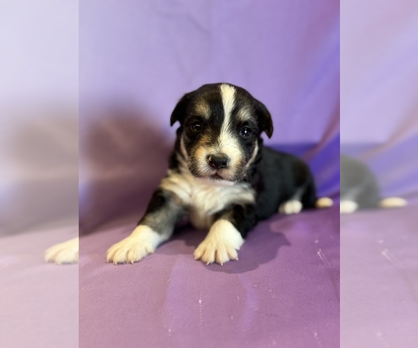 Medium Photo #6 Corgipoo Puppy For Sale in LONGMONT, CO, USA