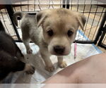 Small #2 Siberian Husky