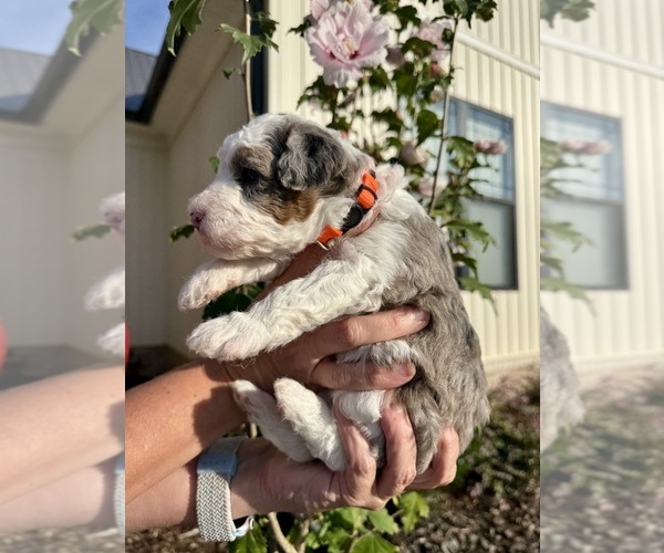 Medium Photo #3 Aussiedoodle Miniature  Puppy For Sale in ROCK HILL, SC, USA