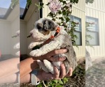Small #2 Aussiedoodle Miniature 