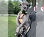 Small #3 Cane Corso
