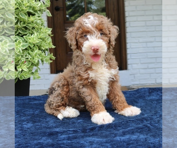 Medium Photo #4 Bernedoodle (Miniature) Puppy For Sale in NARVON, PA, USA