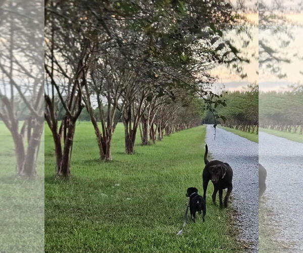 Medium Photo #11 Feist Terrier-Unknown Mix Puppy For Sale in Wakefield, RI, USA