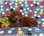 Small Photo #6 Miniature Labradoodle Puppy For Sale in NOTTINGHAM, PA, USA