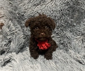 Poodle (Toy) Puppy for sale in JEFFERSONVILLE, IN, USA