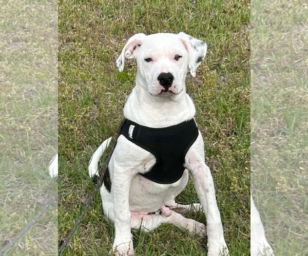 Medium Photo #3 Bulldog Puppy For Sale in Tarrytown, GA, USA