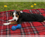 Small #5 Borador