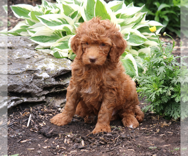 Medium Photo #1 Goldendoodle-Poodle (Standard) Mix Puppy For Sale in HONEY BROOK, PA, USA