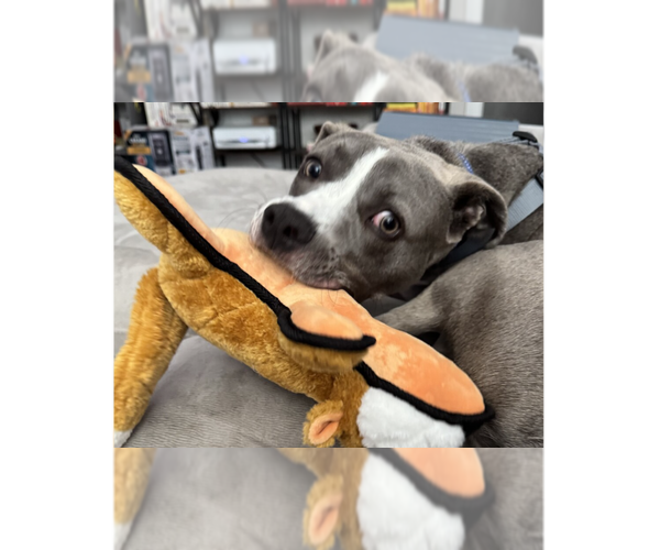 Medium Photo #10 Labrador Retriever-Unknown Mix Puppy For Sale in Greenbelt, MD, USA